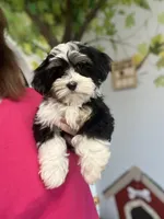 Louie, a male Havamalt for sale in Gurnee, IL – Photo 4 of 6