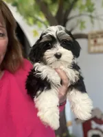 Louie, a male Havamalt for sale in Gurnee, IL – Photo 2 of 6