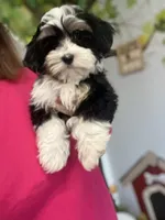 Louie, a male Havamalt for sale in Gurnee, IL – Photo 5 of 6