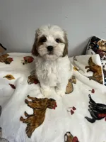 Jack, a male Cavapoo for sale in Gurnee, IL – Photo 4 of 4
