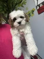 Jack, a male Cavapoo for sale in Gurnee, IL – Photo 3 of 4