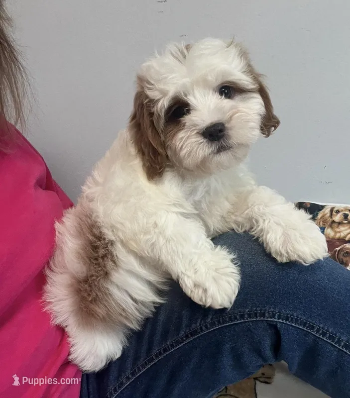 Jack – Cavapoo puppy for sale in Gurnee, IL