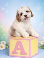 Jack, a male Cavapoo for sale in Gurnee, IL – Photo 2 of 4