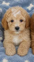 Jasper, a male Miniature Goldendoodle for sale in Gurnee, IL – 2 of 4