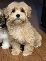 Luca, a male Maltipoo for sale in Gurnee, IL – Photo 2 of 2