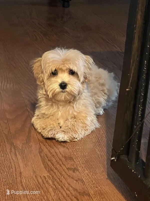 Luca – Maltipoo puppy for sale in Gurnee, IL