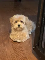 Luca, a male Maltipoo for sale in Gurnee, IL – Photo 1 of 2