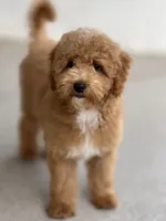 Nellie, a female Miniature Goldendoodle for sale in Gurnee, IL – 4 of 5