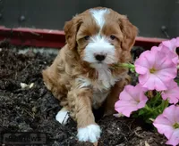 Lyra, a female Cavapoo for sale in Gurnee, IL – 1 of 1