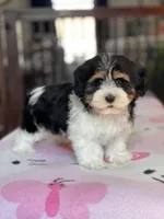 Hanna, a female Havamalt for sale in Gurnee, IL – Photo 2 of 2