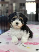 Hanna, a female Havamalt for sale in Gurnee, IL – Photo 1 of 2