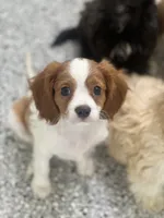 Charlie, a male Cavalier King Charles Spaniel for sale in Gurnee, IL – 3 of 4