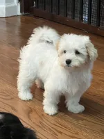 Lacey, a female Havamalt for sale in Gurnee, IL – 3 of 5