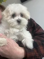 Maizie, a female Maltese for sale in Gurnee, IL – Photo 1 of 2