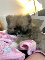Tiny boy 1.7 lbs, a male Pomeranian for sale in Gurnee, IL – 4 of 5