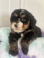 Kitsey, a female Miniature Bernedoodle for sale in Gurnee, IL – 3 of 3