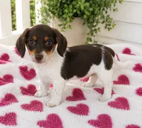 Darla, a female Miniature Dachshund for sale in Gurnee, IL – 1 of 1