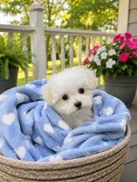 Tea Cup Timmy, a male Maltese for sale in Gurnee, IL – 2 of 2