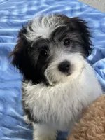 Nina, a female Havapoo for sale in Gurnee, IL – 7 of 8