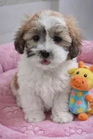 Rosie, a female Shichon for sale in Gurnee, IL – Photo 2 of 2