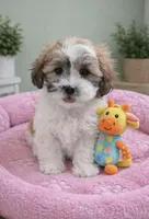 Rosie, a female Shichon for sale in Gurnee, IL – Photo 1 of 2