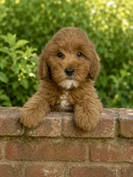 Theo, a male Miniature Goldendoodle for sale in Gurnee, IL – 1 of 2