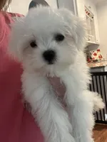 Jack AKC, a male Maltese for sale in Gurnee, IL – 2 of 4