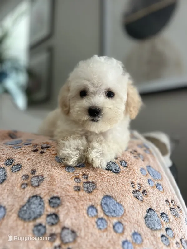 Max – Maltipoo puppy for sale in Gurnee, IL