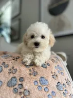 Max, a male Maltipoo for sale in Gurnee, IL – 1 of 3
