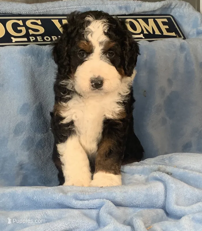 Baby boy 1 – Miniature Bernedoodle puppy for sale in Gurnee, IL