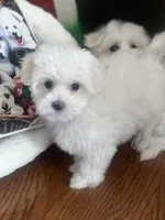 Maziie, a female Maltese for sale in Gurnee, IL – Photo 2 of 4