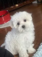 Maziie, a female Maltese for sale in Gurnee, IL – Photo 3 of 4