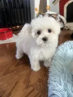 Maziie, a female Maltese for sale in Gurnee, IL – Photo 4 of 4