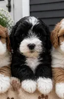 Rain, a female Havapoo for sale in Gurnee, IL – 2 of 5