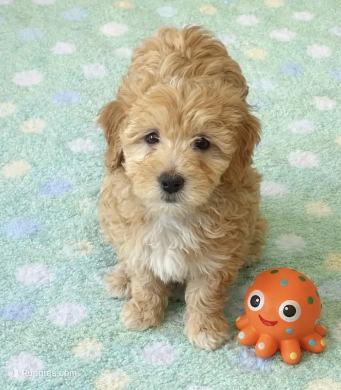 Mickey – Havapoo puppy for sale in Gurnee, IL