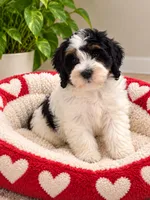 Pearl, a female Miniature Bernedoodle for sale in Gurnee, IL – 1 of 1