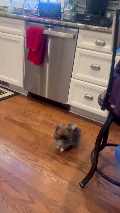Tiny boy 1.7 lbs, a male Pomeranian for sale in Gurnee, IL – 5 of 5