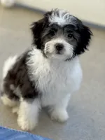 Nina, a female Havapoo for sale in Gurnee, IL – 5 of 8
