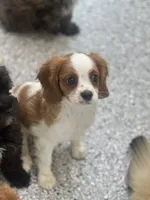 Charlie, a male Cavalier King Charles Spaniel for sale in Gurnee, IL – 2 of 2