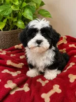 Luka, a male Havapoo for sale in Gurnee, IL – 1 of 3