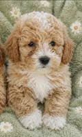 Maggie Toy size, a female Miniature Goldendoodle for sale in Gurnee, IL – 7 of 7