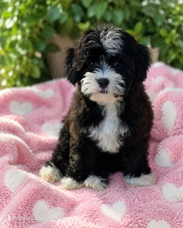 Rain – Havapoo puppy for sale in Gurnee, IL