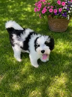 BaLoo, a male Miniature Bernedoodle for sale in Gurnee, IL – 2 of 2