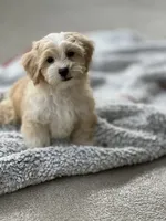 Chance, a male Havapoo for sale in Gurnee, IL – 5 of 5