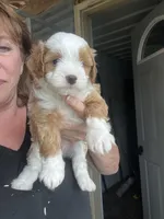 Nellie, a female Havapoo for sale in Gurnee, IL – 4 of 6