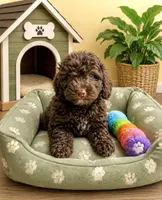 Hershey, a male Miniature Bernedoodle for sale in Gurnee, IL – 1 of 1