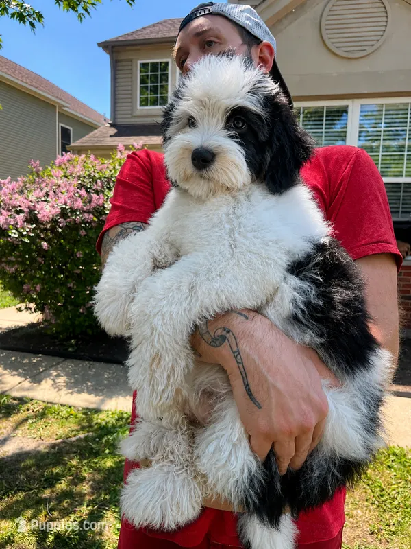 BaLoo – Miniature Bernedoodle puppy for sale in Gurnee, IL