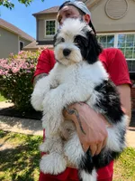 BaLoo, a male Miniature Bernedoodle for sale in Gurnee, IL – 1 of 2