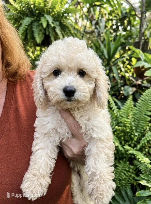 Daisy  – Bichpoo puppy for sale in Gurnee, IL
