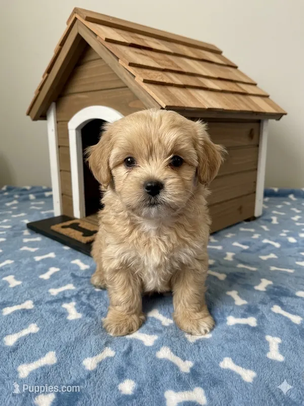 Dax – Shihpoo puppy for sale in Gurnee, IL
